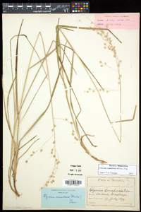 Glyceria canadensis image