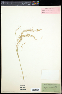 Glyceria canadensis image