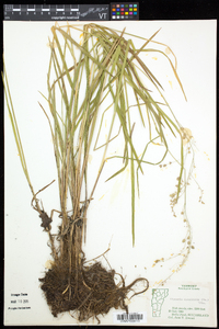 Glyceria canadensis image