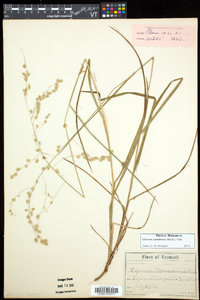 Glyceria canadensis image