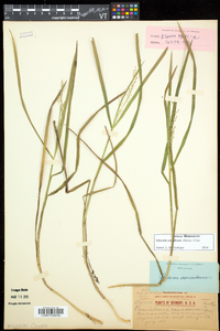 Glyceria canadensis image