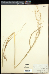 Glyceria canadensis image