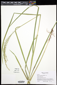 Glyceria canadensis image