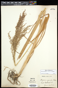 Glyceria grandis var. grandis image