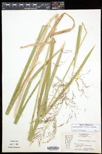 Glyceria grandis var. grandis image