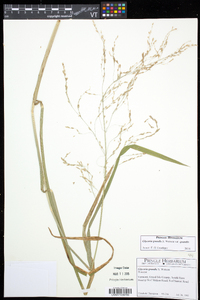 Glyceria grandis var. grandis image