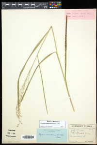 Glyceria canadensis image