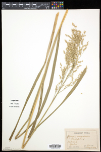 Glyceria canadensis image