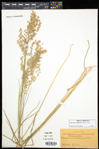 Glyceria canadensis image