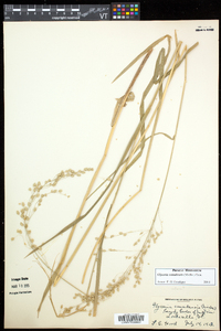 Glyceria canadensis image