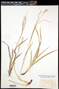 Carex arctata image