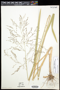 Glyceria grandis var. grandis image