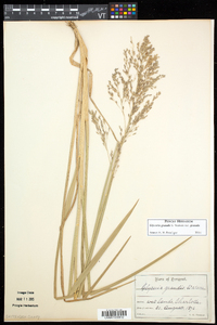 Glyceria grandis image