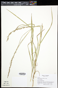 Glyceria melicaria image