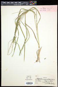 Glyceria melicaria image