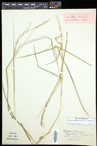 Glyceria melicaria image