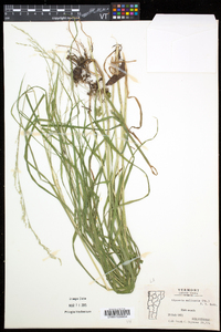 Glyceria melicaria image