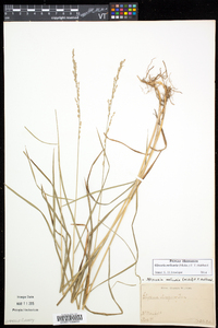 Glyceria melicaria image