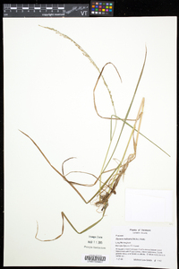 Glyceria melicaria image