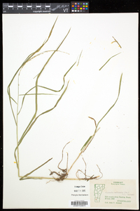 Glyceria melicaria image