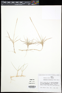 Eremochloa ophiuroides image
