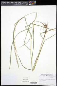 Glyceria melicaria image