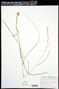 Glyceria melicaria image