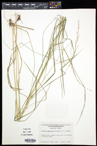 Glyceria melicaria image