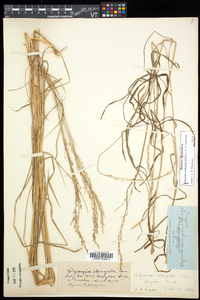 Glyceria melicaria image