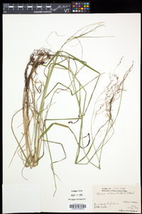 Glyceria melicaria image