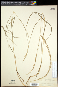 Glyceria melicaria image