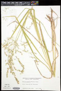 Glyceria canadensis image