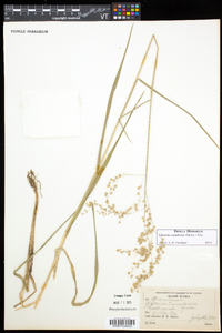 Glyceria canadensis image