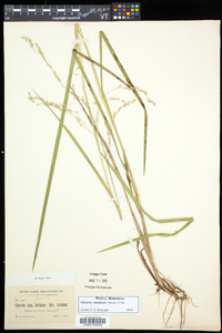 Glyceria canadensis image