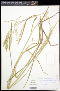 Glyceria canadensis image