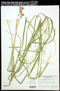 Glyceria canadensis image