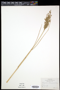 Glyceria obtusa image