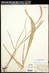 Glyceria canadensis image