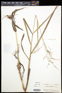 Glyceria canadensis image