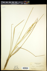 Glyceria obtusa image