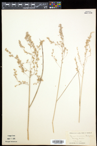 Glyceria canadensis image