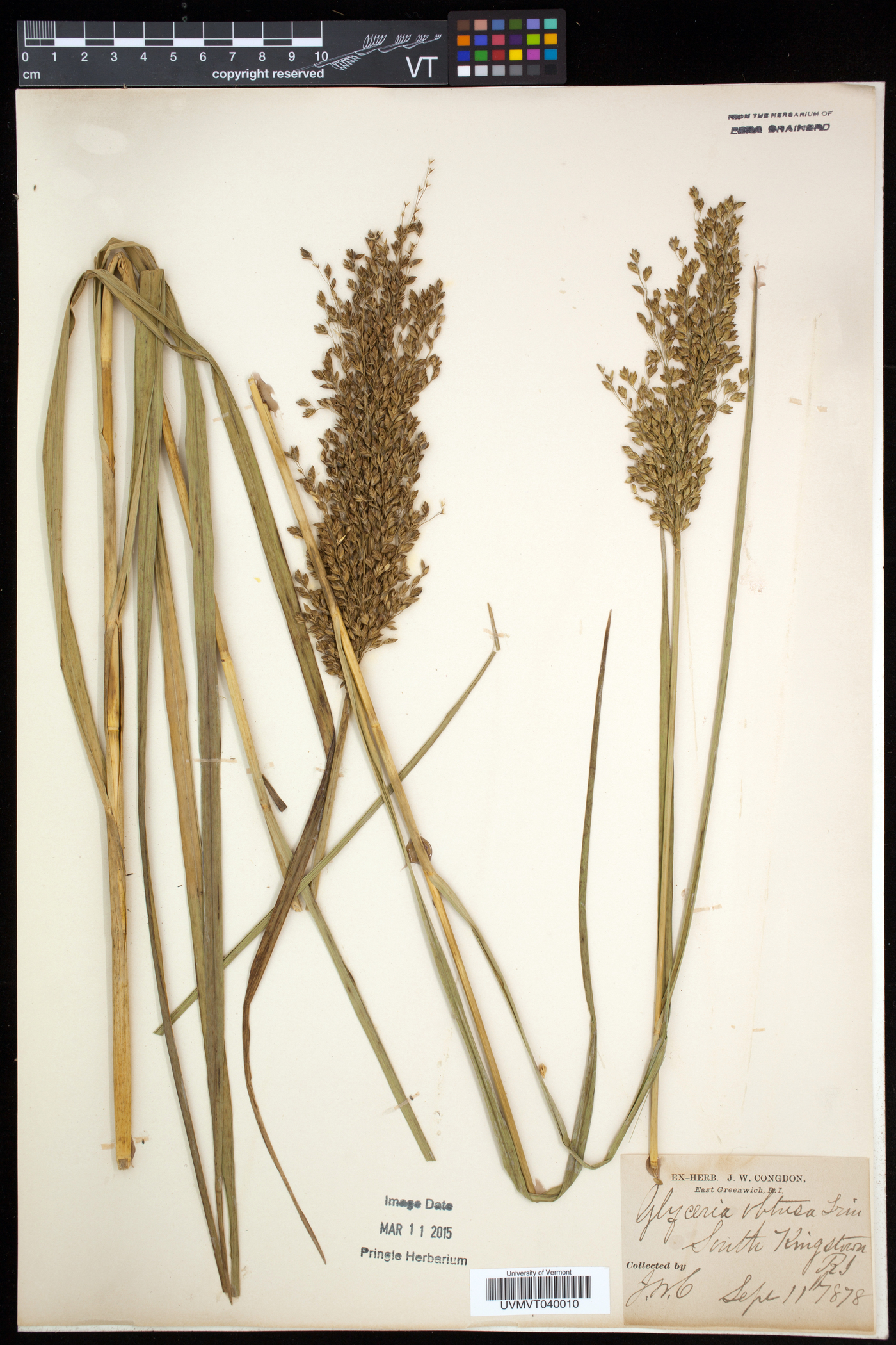Glyceria obtusa image
