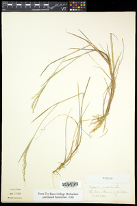 Torreyochloa pallida image