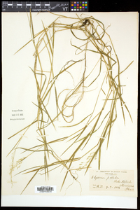 Torreyochloa pallida var. pallida image