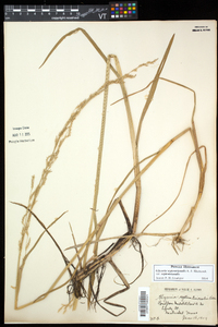 Glyceria septentrionalis image