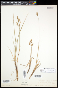Anthoxanthum monticola image