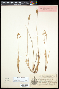 Anthoxanthum monticola image