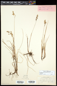 Anthoxanthum monticola image