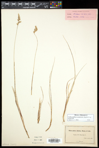 Anthoxanthum monticola subsp. monticola image