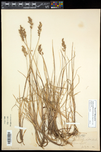 Anthoxanthum monticola image